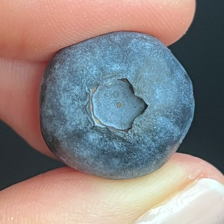 photo of southern sun Bluberries shared by @lauradeluca on  17 Dec 2024 - review