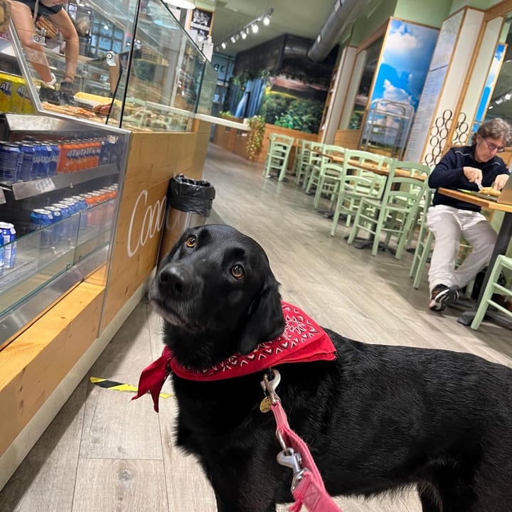photo of Cooofe Bar Vegan Croissant shared by @curtistheweirdcat on  08 Nov 2024 - review