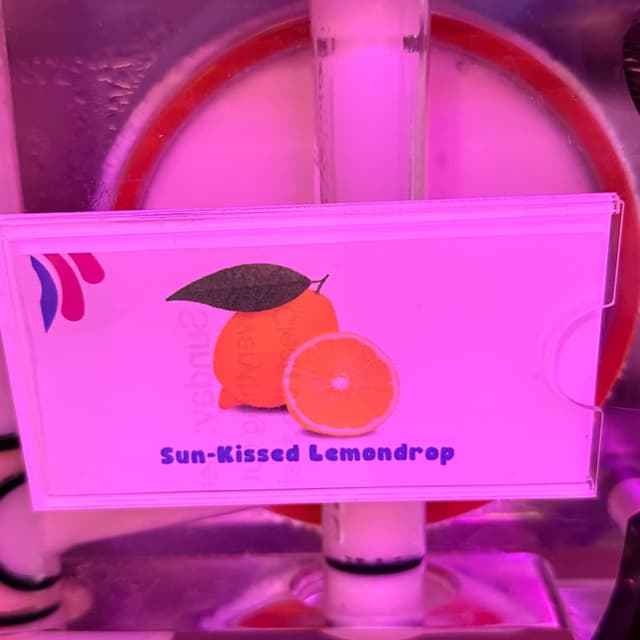 Photo of the dish “Sun Kissed Lemon Drop 🍋”