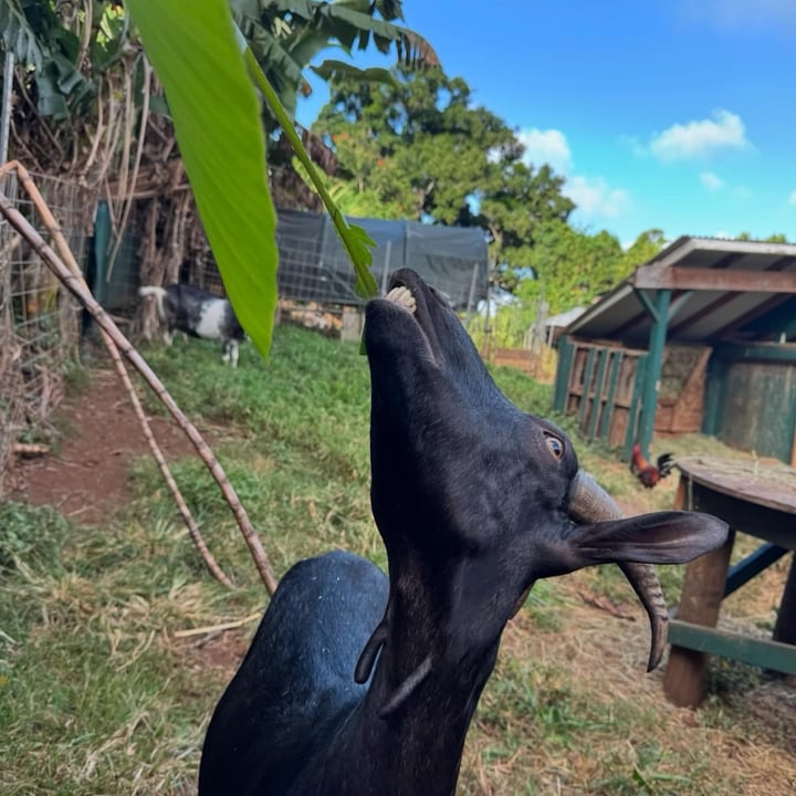 photo shared by @alohaanimalsanctuary on  21 Aug 2024 - post