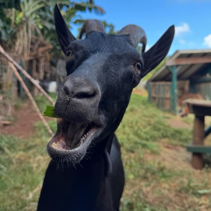 photo shared by @alohaanimalsanctuary on  21 Aug 2024 - post