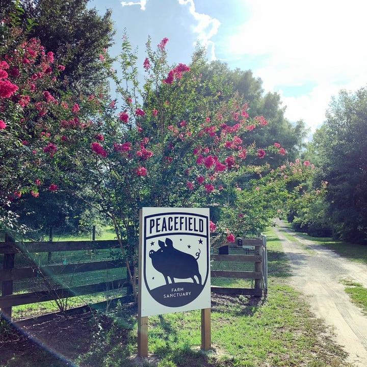 photo of undefined undefined shared by @peacefield on  23 Jun 2025 - review