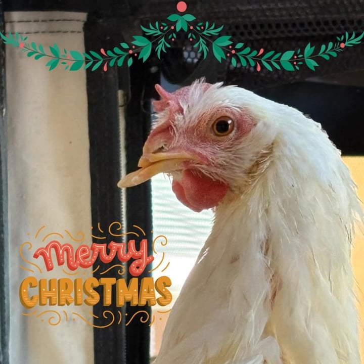photo shared by @lilysplace on  13 Dec 2024 - post