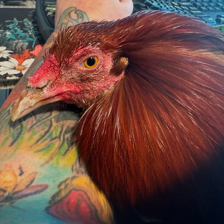 photo of undefined undefined shared by @roosterredemption on  19 Jun 2025 - review