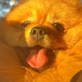 @seitanista profile image