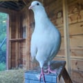 avatar of pigeonsformiles