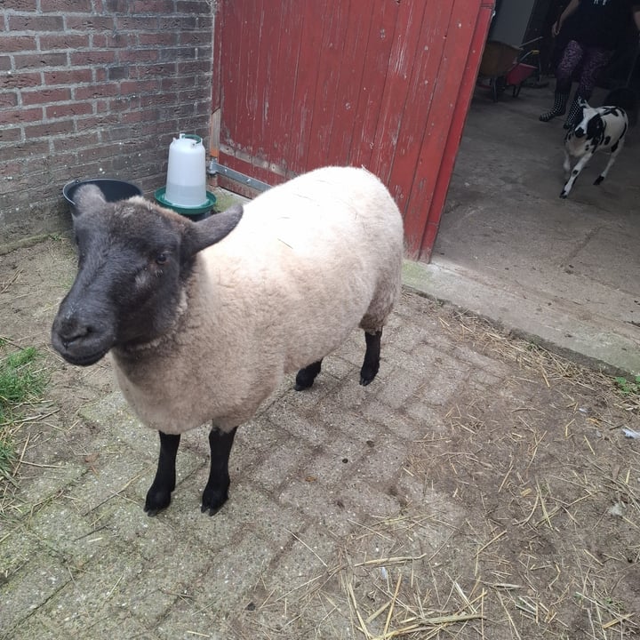 photo of Sanctuary het Wijland Lunch shared by @frendssnotfood on  12 Oct 2025 - review