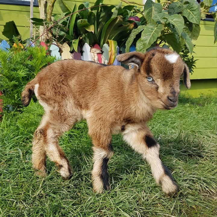 photo shared by @blacksheepsanctuary on  06 Aug 2024 - post