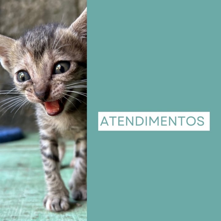 photo shared by @gatinhozen on  08 Jan 2025 - post