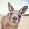 thekangaroo