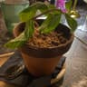 Plant Bistrot