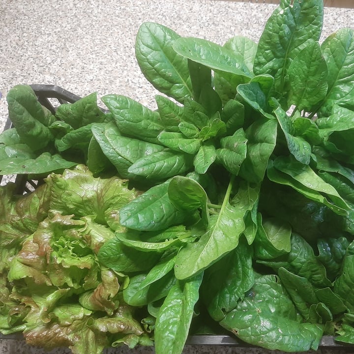 photo of Azienda Agricola AgriBesck Oleggio Verdure: Spinaci e Lattuga shared by @barbarellaap on  16 May 2024 - review