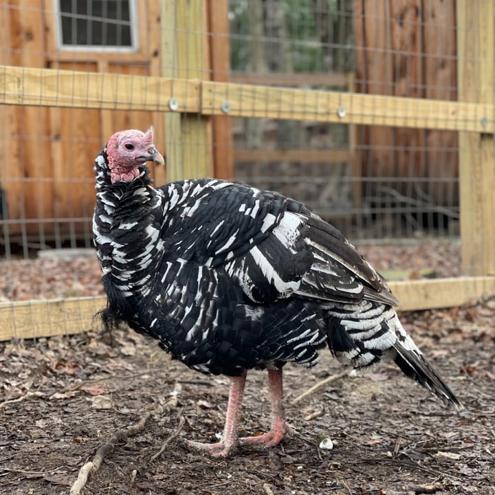 photo of undefined undefined shared by @therileyfarmrescue on  26 Nov 2024 - review