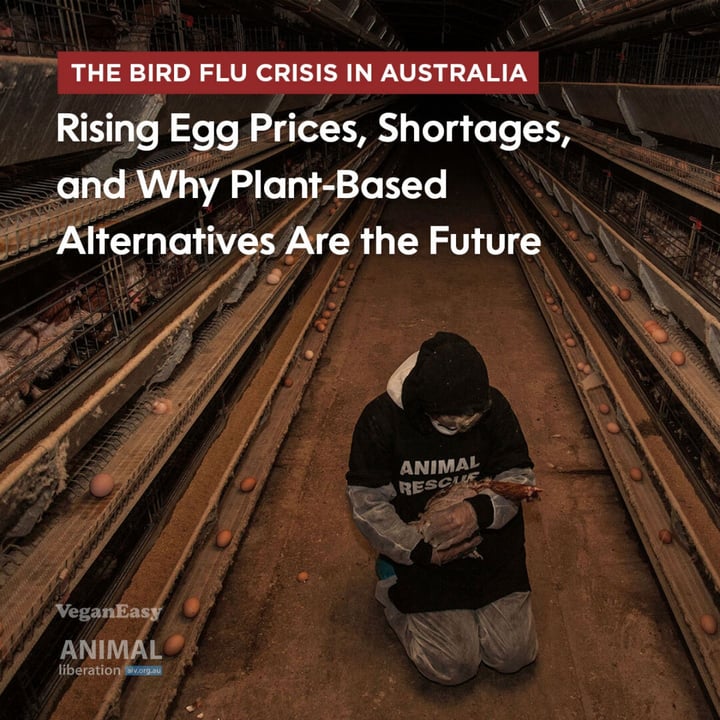 photo shared by @animalliberationvic on  13 Mar 2025 - post