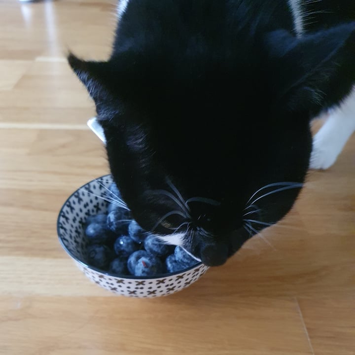 photo of Eat me Blueberries shared by @adropoceanic on  09 Oct 2025 - review