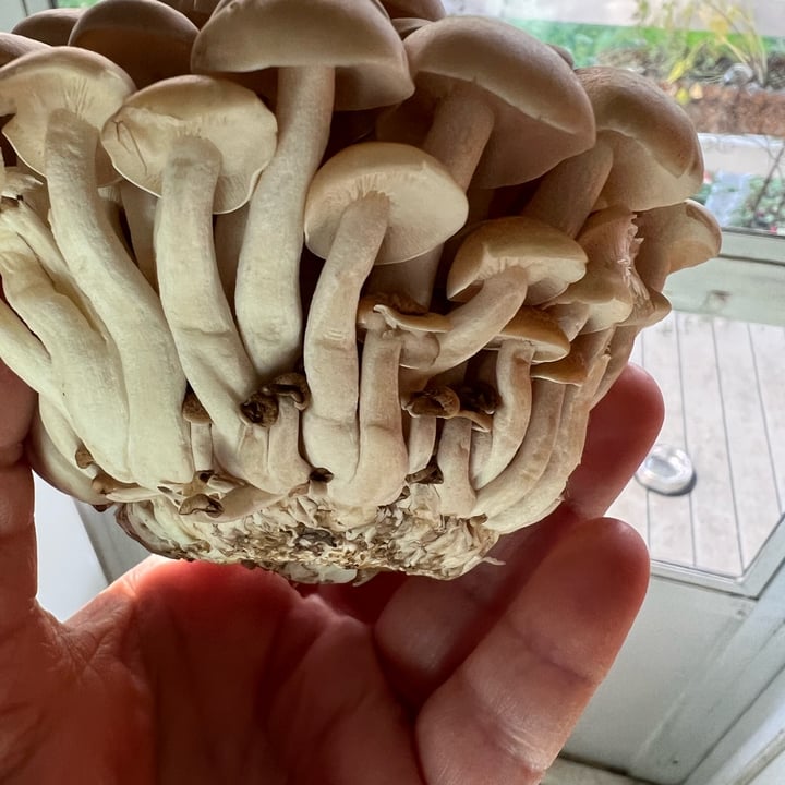 photo of Trader Joe's Organic Brown Beech Mushrooms shared by @allycat38 on  27 Sep 2023 - review