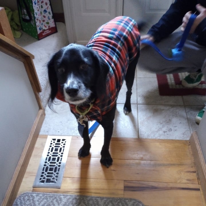 photo of The Worthy Dog Dog Sweater shared by @goodboifinny on  20 Mar 2024 - review