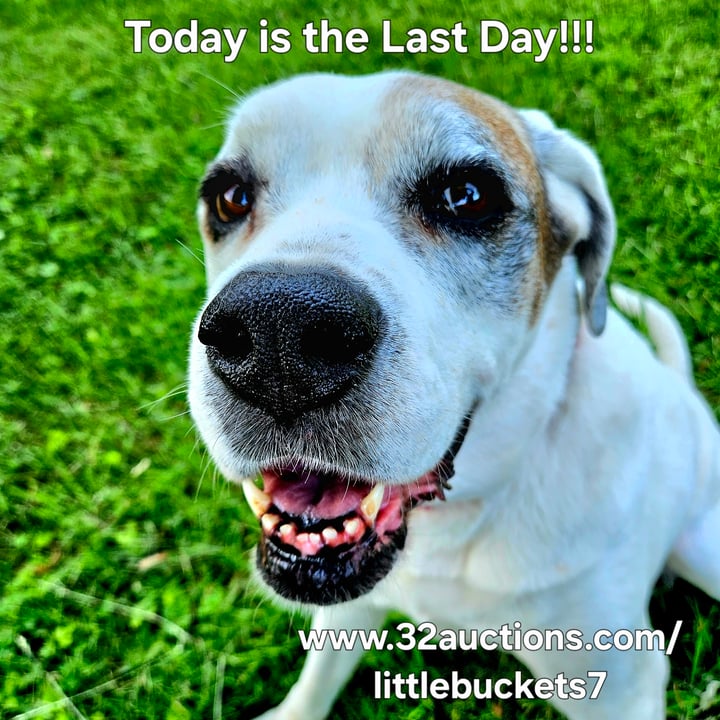 photo shared by @littlebuckets on  22 May 2025 - post