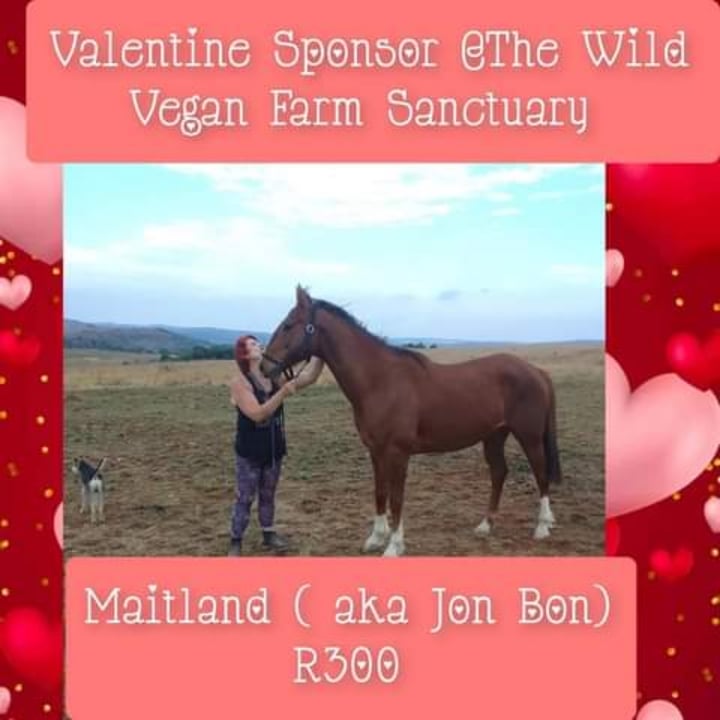 photo shared by @wildvegansanctuary on  02 Feb 2024 - post