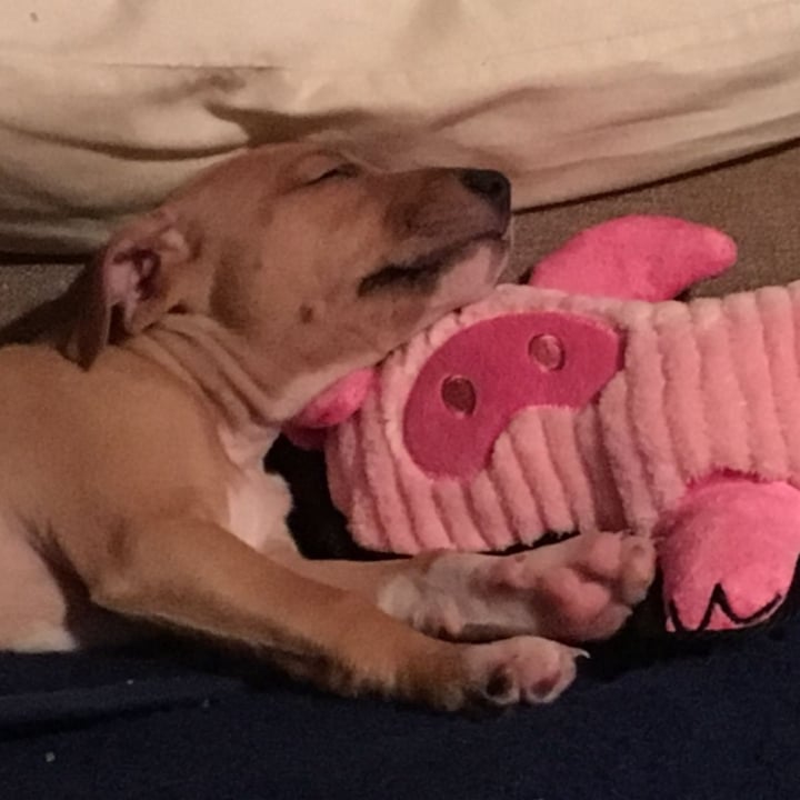 photo of Pets at Home Dog Toy shared by @yukipookie on  20 Mar 2024 - review