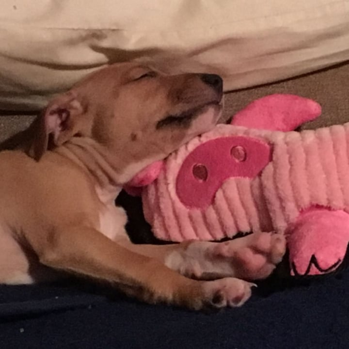 photo of Pets at Home Dog Toy shared by @yukipookie on  20 Mar 2024 - review