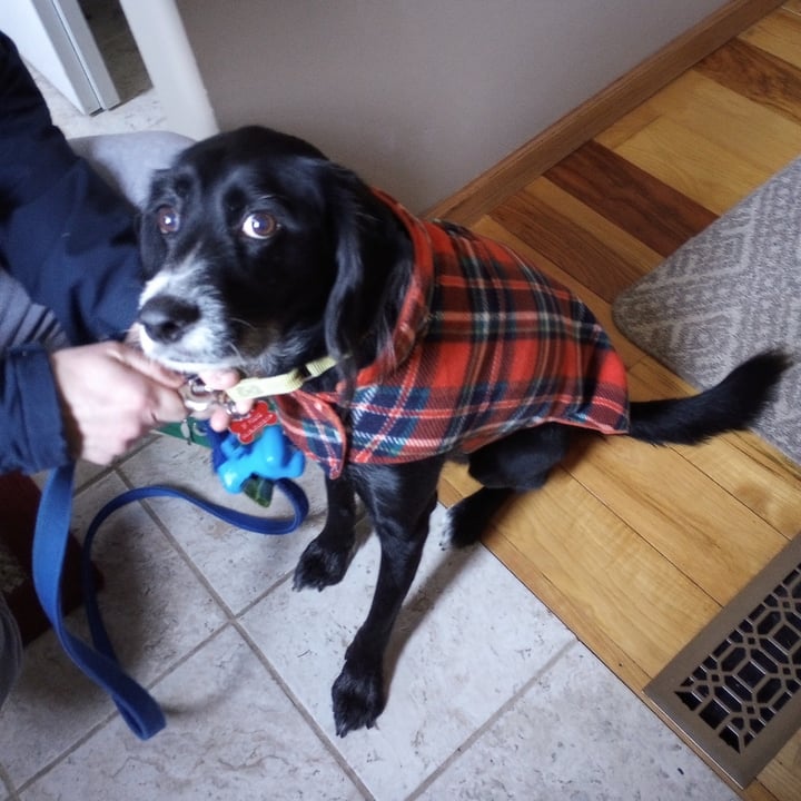photo of The Worthy Dog Dog Sweater shared by @goodboifinny on  20 Mar 2024 - review