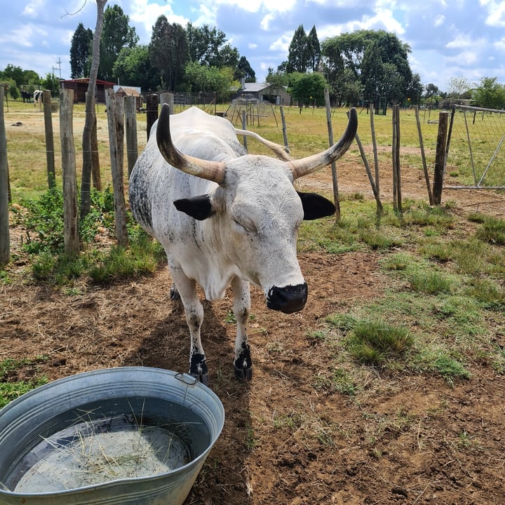 photo of Asher's Corner Cafe @ Ashers Farm Sanctuary fallafel in pita bread shared by @veronicagroen on  01 Jan 2024 - review