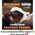 @allcowsfeelpaingoveg profile image