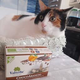 Valverbe