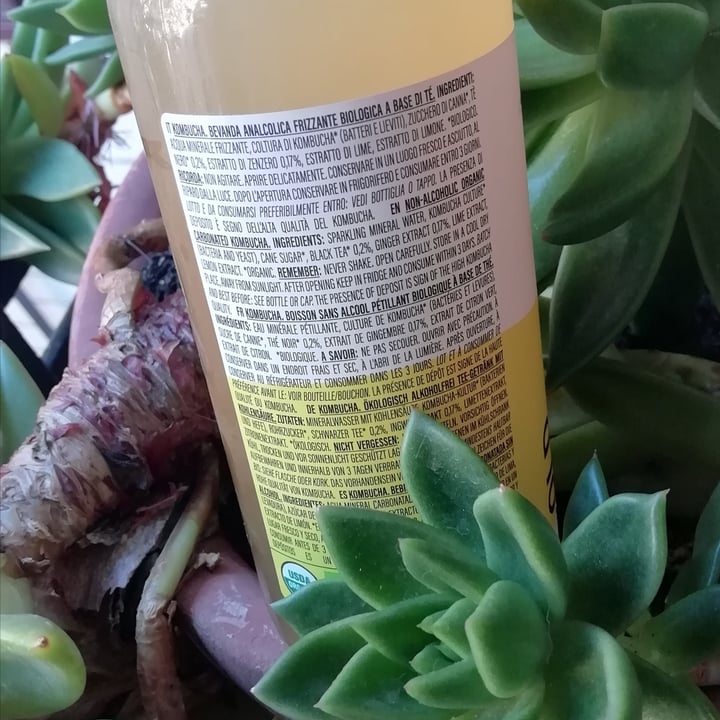 photo of Old Kombucha Old Kombucha Ginger Lemon shared by @miocillo0 on  19 Jul 2023 - review