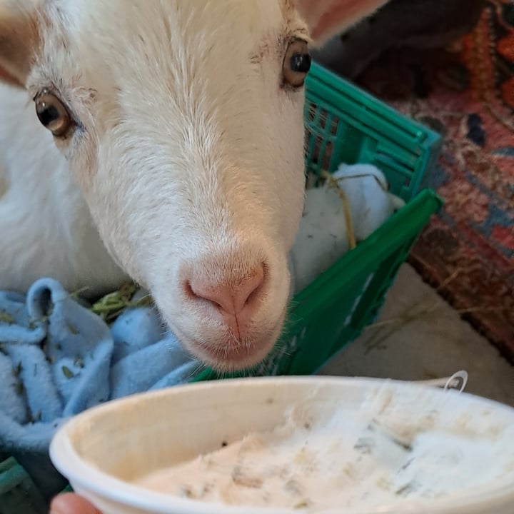 photo of Simple Truth Cream Cheese - Spring Onion, Black Pepper And Coconut Oil shared by @nickyv on  23 May 2023 - review