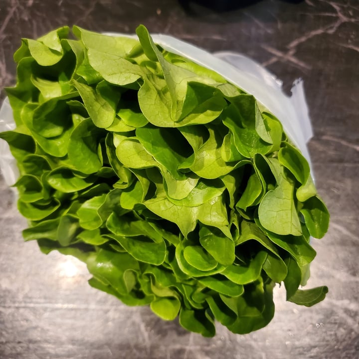 photo of Lufa Green Lettuce shared by @emmathestrange on  17 Apr 2023 - review