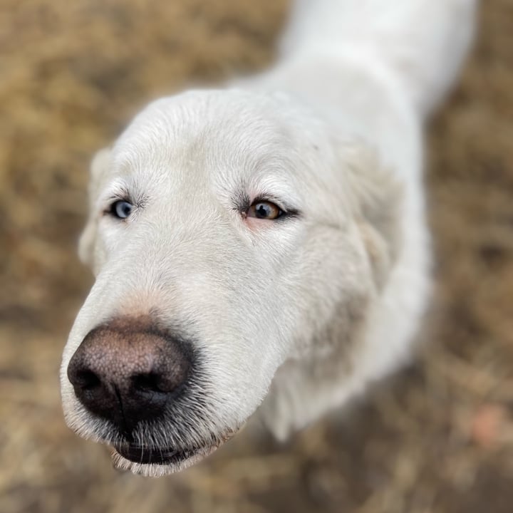 photo of undefined undefined shared by @therileyfarmrescue on  09 Mar 2023 - review
