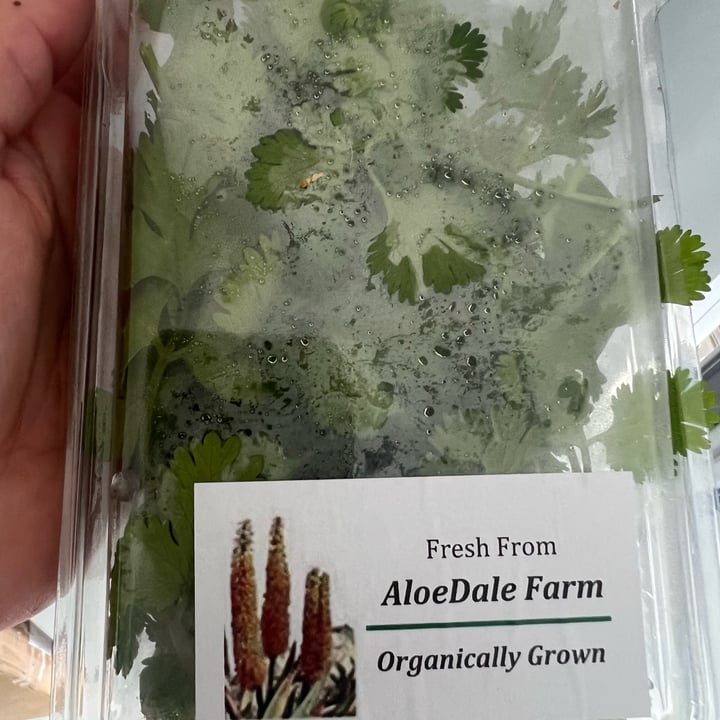 photo of AloeDale Farm Coriander shared by @bianca1701 on  01 Apr 2023 - review