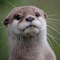 avatar of theotter