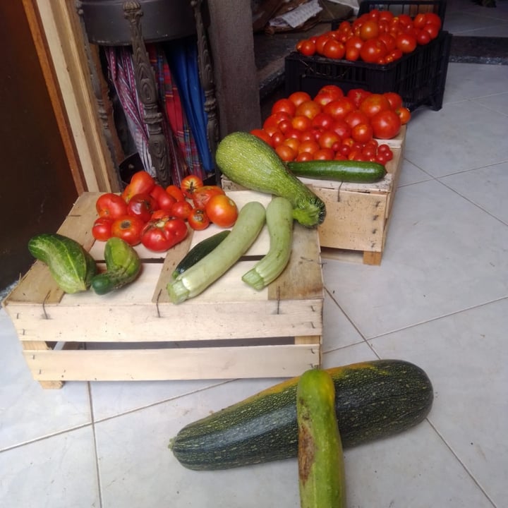 photo of l'ortolano sementi Zucchini Striato D'Italia shared by @cadodi on  23 Jul 2023 - review