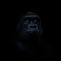 @kinggorilla profile image