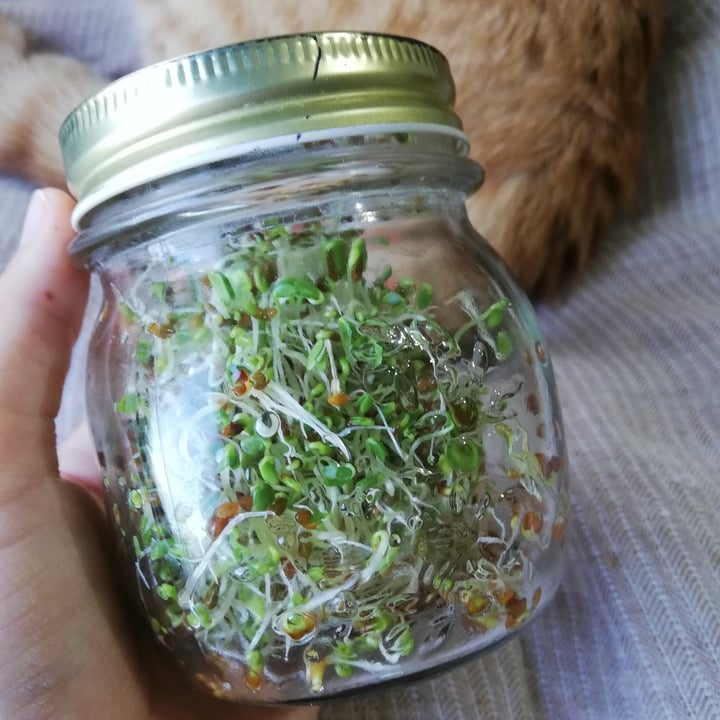 photo of Geo Sprouts  Bio Organic Alfalfa (Erba Medica) shared by @millabazzocchi on  19 Jul 2023 - review