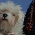 @meliiac profile image