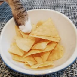 Pata