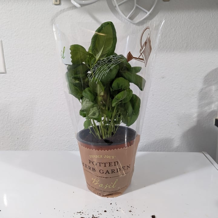 photo of Trader Joe's Potted Herb Garden Basil shared by @tina360 on  05 Mar 2023 - review