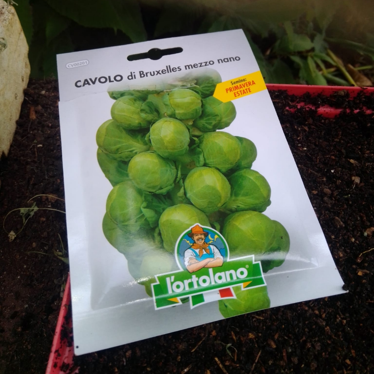 Semi Lattughe Orientali Ortolano - Mizuna Verde, Rossa E Tatsoi