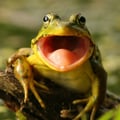 @heloo profile image
