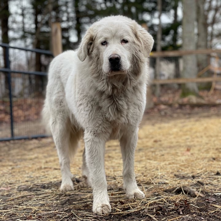 photo of undefined undefined shared by @therileyfarmrescue on  09 Mar 2023 - review