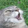 catle