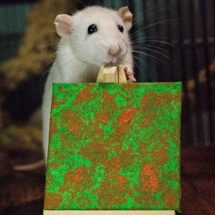 photo of Fancy Rat Rescue Weij Voor Dier Rat Painting Green & Orange shared by @mtp on  14 Apr 2023 - review