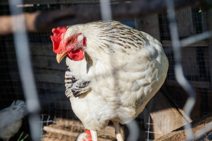 Caged chicken