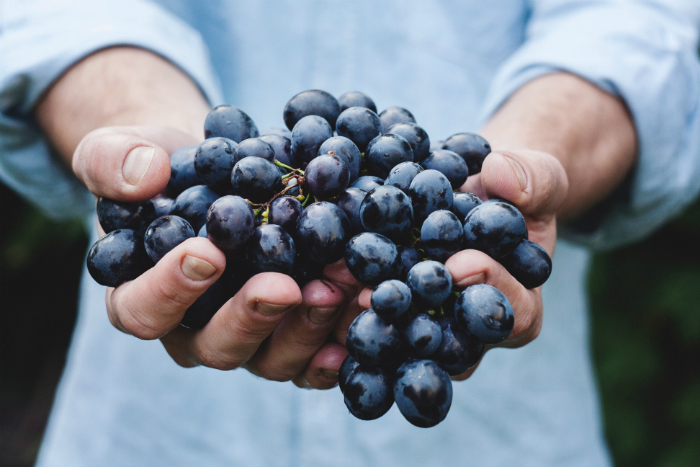 Healthy grapes