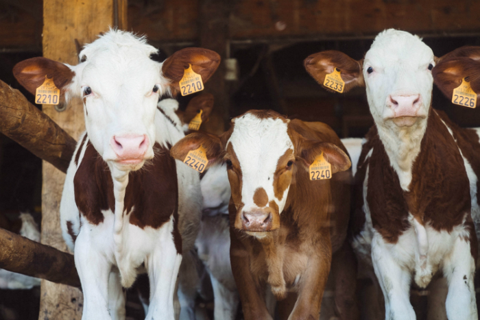 Row of cows