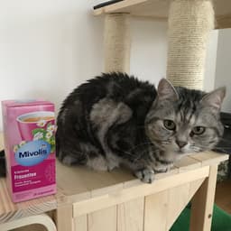 Mivolis